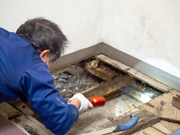 Mold Testing and Removal in Moreland, ID