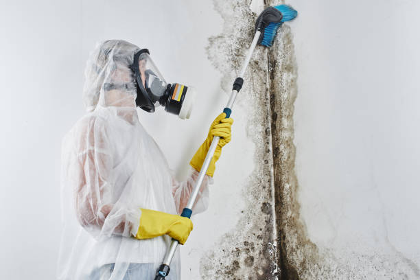 Best Mold Damage Repair  in Moreland, ID