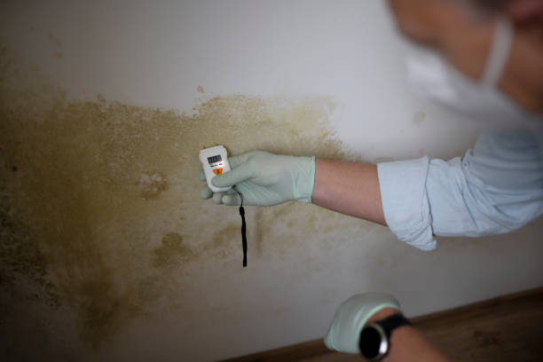 Best Commercial Mold Removal  in Moreland, ID