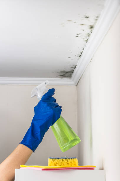 Home Mold Removal in Moreland, ID