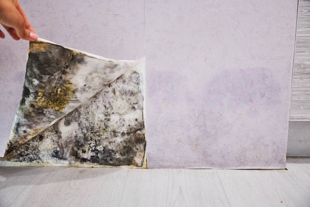 Mold Removal and Inspection in Moreland, ID